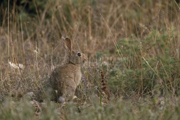 Wild rabbit in a waste land France
