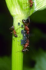 Red Barbed Ants feeding with Aphids honeydew