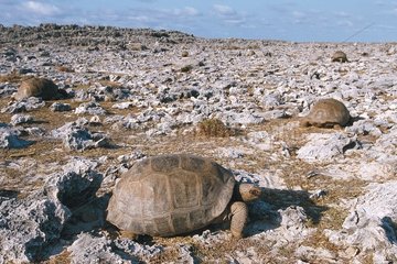 Aldabra -Schildkröten  die auf den Aldabra Seychelles -Felsen laufen