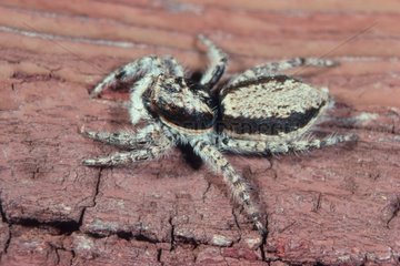 Jumping Spider on timber
