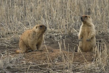 Bobak Marmots auf einem Feld im Frühjahr Kasachstan