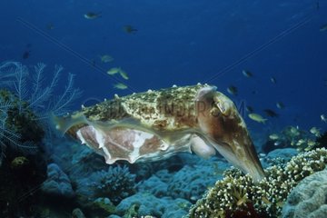 Broadclub Tintenfische legt Eier in die Feuerkorallen Bali