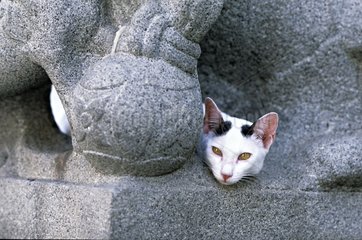 Portrait of a Cat lying down on a statue Bangkok Thailand