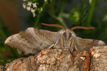 Aspen Hawk moth Sieuras Ariege France
