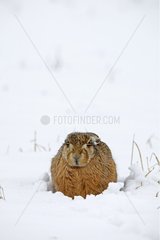 European hare lying in snow Great Britain