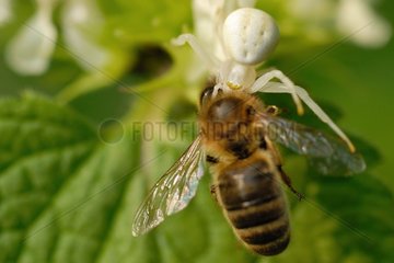 Misumena varia paralyzing a bee France