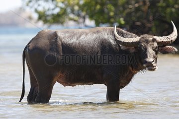 Domestic Water Buffalo feral Rinca Indonésie