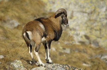 Mouflon von Korsika im Herbst NP Mercantour Frankreich