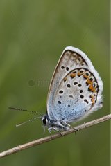 Silver-studded Blue landed on twig Alps