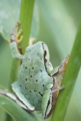 Tree frog climbing on a plant Bulgaria