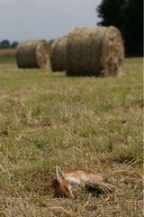 Corpse of a young red fox in a field