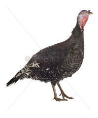 A common turkey