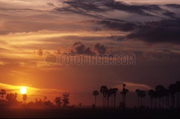 Landschaft bei Sunset Siem Reap Kambodscha