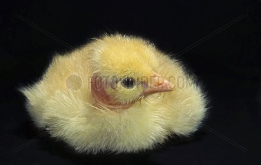 Chick in studio with a black background