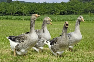 Domestic geese in a meadow Lot France