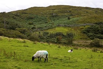 Sheep in Connemara NP Irlande