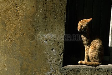 Cat sleeping while sitting against a wall India