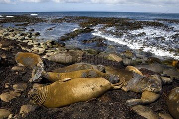 Northern Elephant Seals resting in Falkland Islands