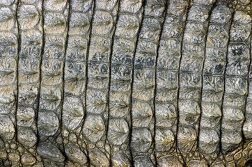 Close -up -Krokodilhaut in Krokodilen Frankreich