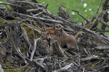 Red Fox and young lying on a pile of branch Vosges France