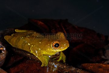 Lesser Treefrog in a pond forest French Guiana