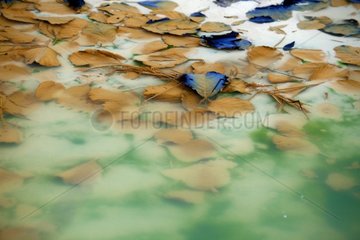 Tote Blätter im verschmutzten Wasser des Flusses Reigous