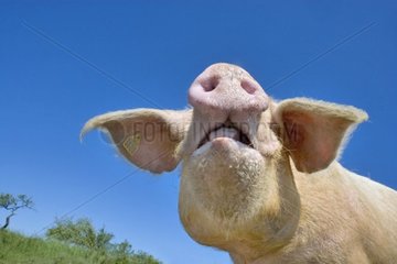 Portrait of a Landrace sow grunting France