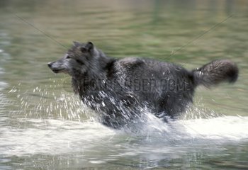 Wolf rennt in River die USA