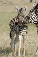 Weibliches Zebra und sein junger Nationalpark von Etosha