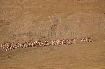 Group of Kiangs on a tibetan plateau Tibet