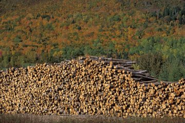 Piles de troncs coupés et forêt en automne Canada