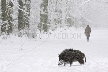 Wild boar and people Schleswig-Holstein Germany