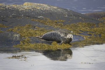 Common seal near water Loch Carron Scotland