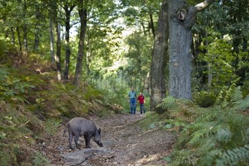 Walkers meeting a wild boar in the forest of Montmorency