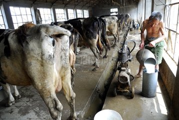 Draft of the cows mechanized in Chinese province China