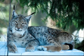Portrait de Lynx d'Europe PN Bayerischer Wald Allemagne