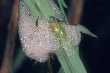 Nymph of Froghopper and its Cuckoo-spit