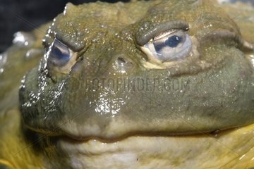 Portrait of an African Bullfrog