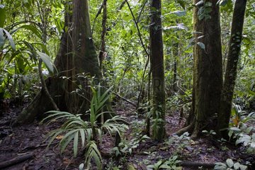 Unterholz der Flut Virgin Forest Tortuguera NP Costa Rica