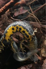 Northern Crested Newt eating its molting France