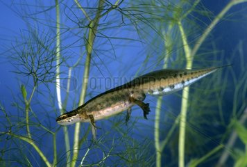 Palmate newt swimming