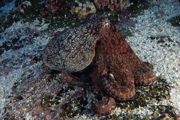 Ein Galapagos Reef Octopus Galapagos ist Ecuador