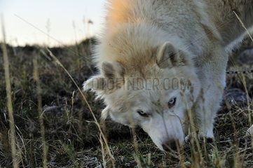 Eskimo -Hund auf dem Tundra Somerset Island Canada liegt