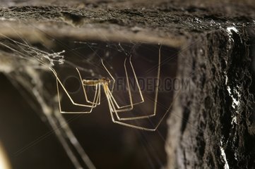Daddy long-legs Spider in the wine cellars of the castle