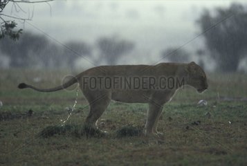 Lionne marquant son territoire Masaï Mara Kenya