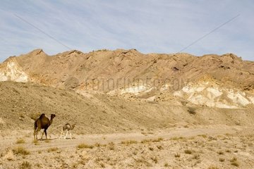 Dromedaries on a track Qeshm island Iran