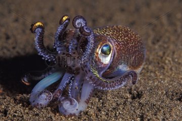 Bobtail squid in defense posture Indian Ocean Indonesia