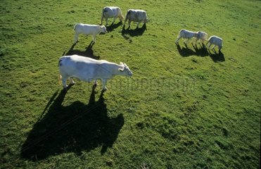 Vaches de race Charolaise broutant dans un pré France