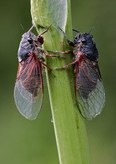 Zikadenpaare posierten auf einem Stamm mit Frühlingskasachstan