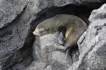 Galapagos Sea Lion sleeping in the rocks Galapagos